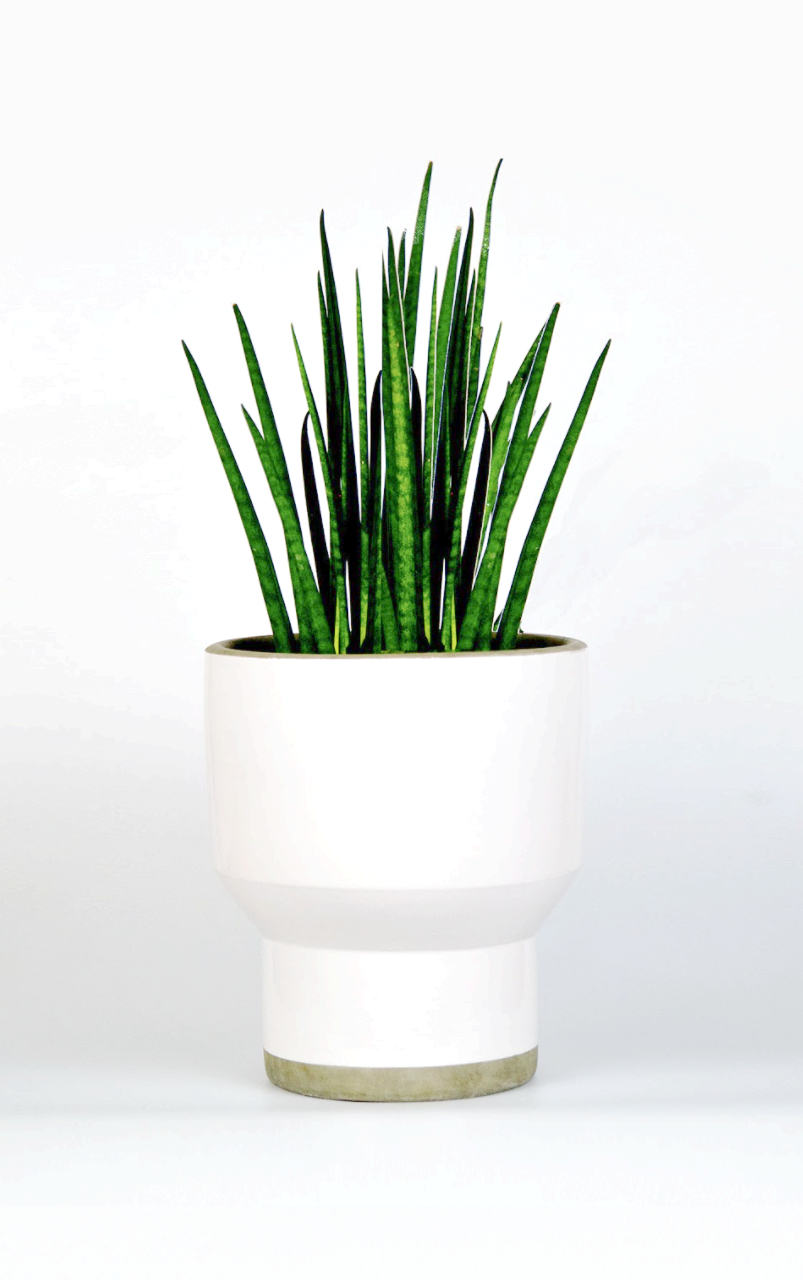 Koppa White Vase