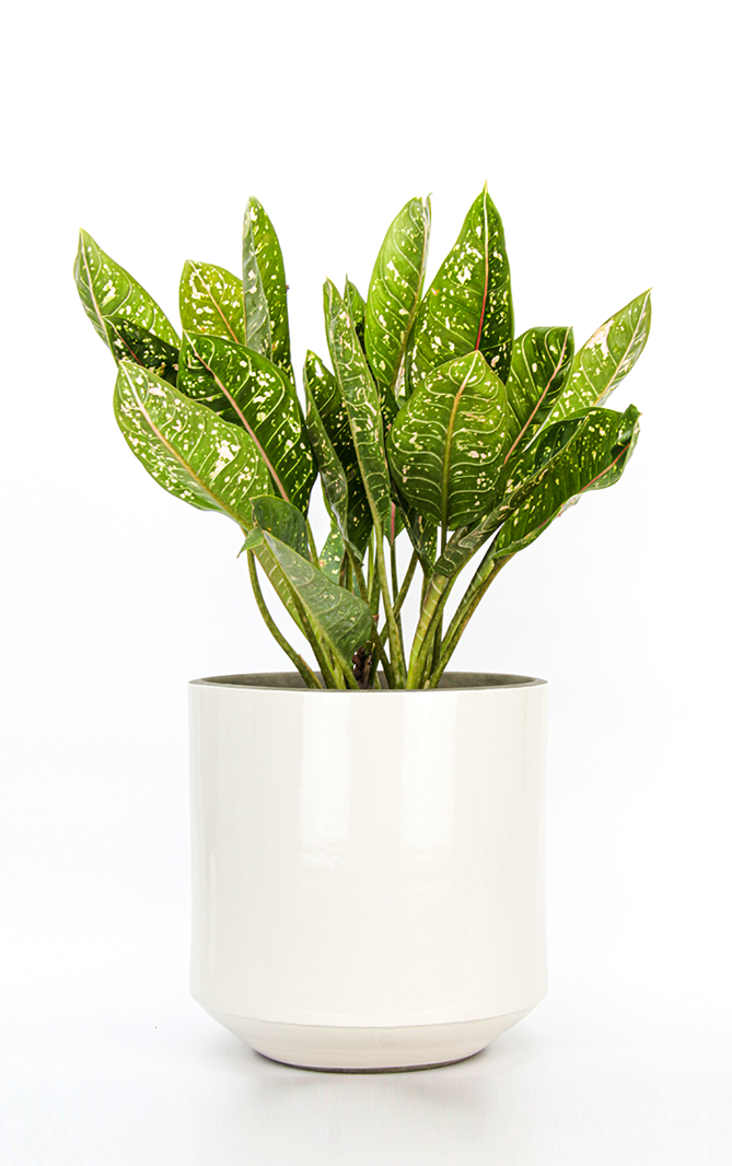 Oslo Off-White Planter