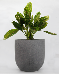 Dark Cement Basic Planter (Large)